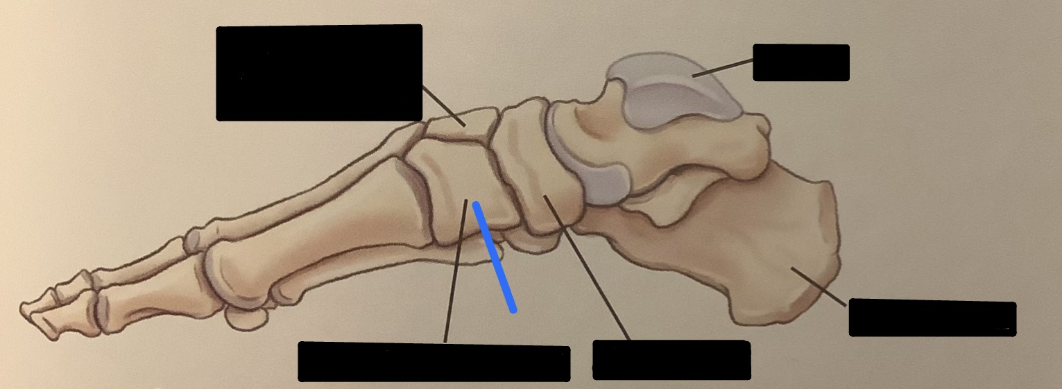 <p>Label the structure indicated in blue</p>
