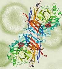 <p>The identification of the set of proteins present in cells under specific conditions and the study of their functions and interactions.</p>