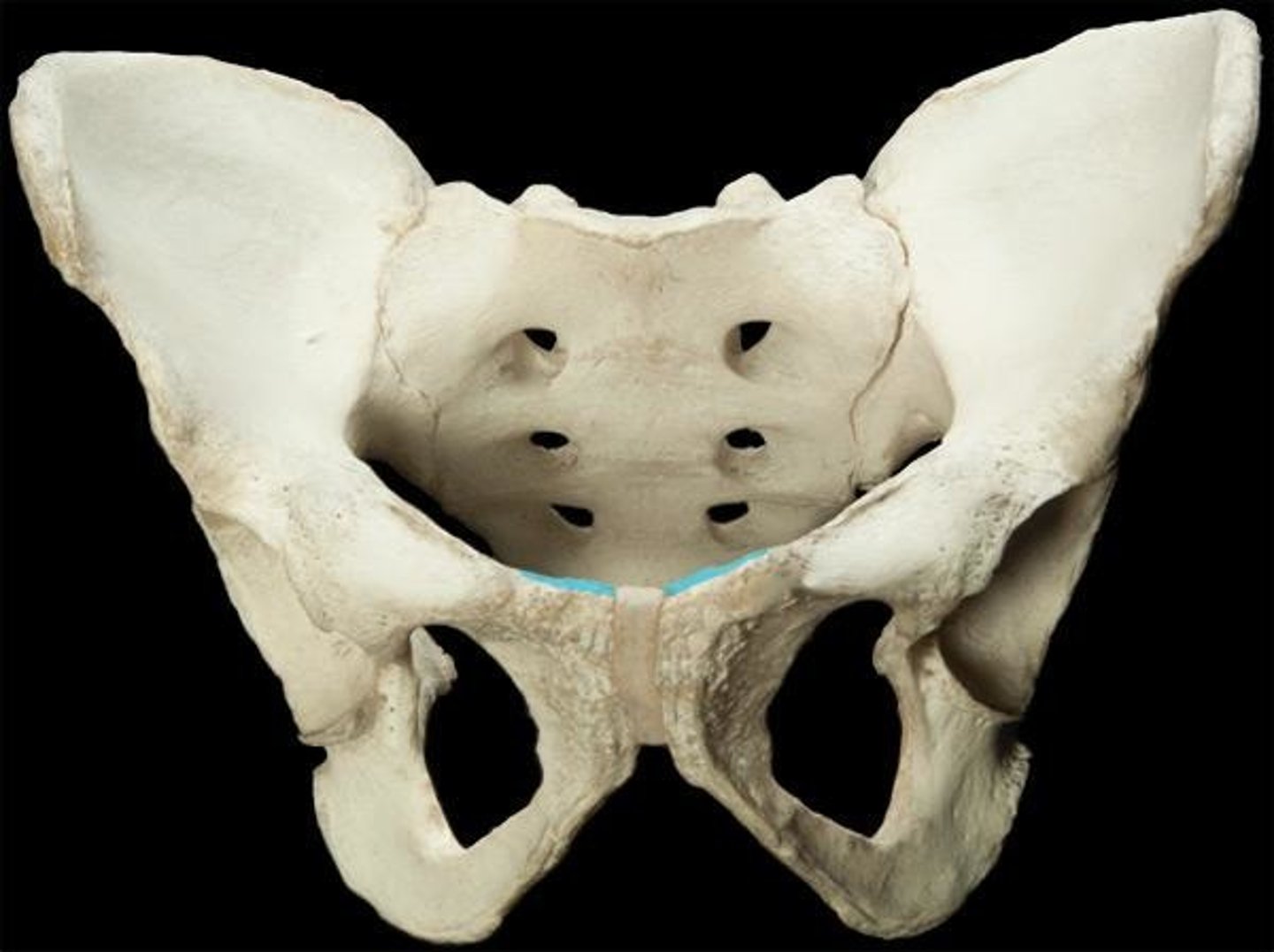 <p>what is the pubic crest? </p>