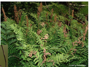 <p>Royal fern</p>