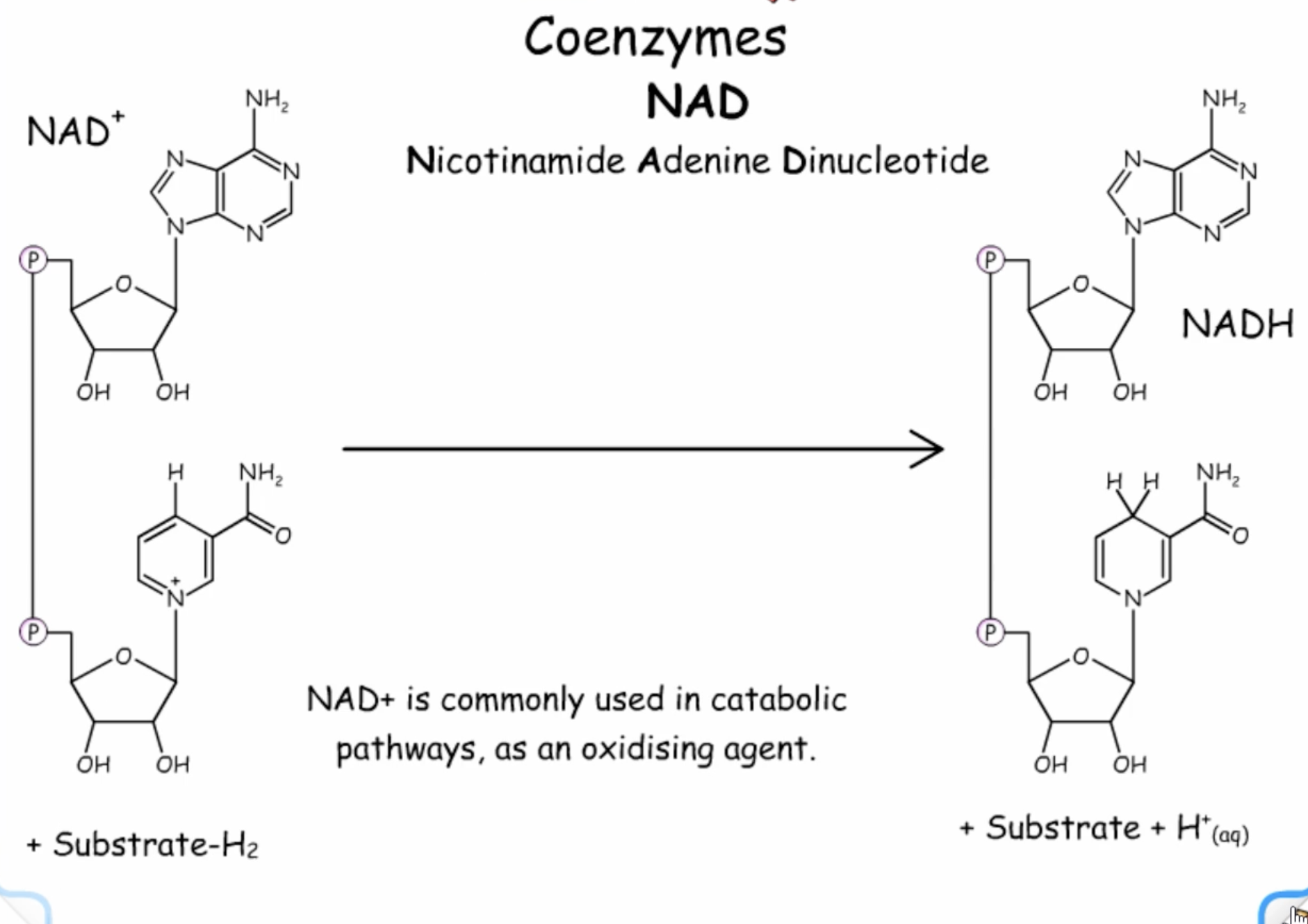 <ul><li><p>used to react with reduced substrates </p></li><li><p>NAD gets reduced and the substrate gets oxidised</p></li><li><p>involved in catabolism, as an oxidising agent</p></li></ul><p></p>