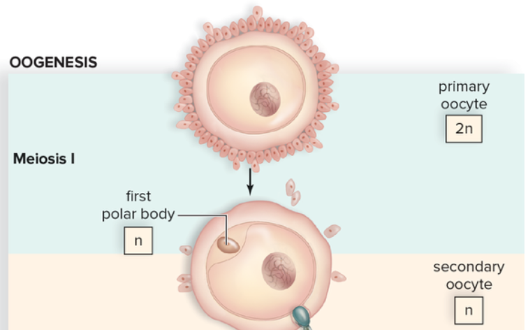<p>The process where a primary oocyte (2n) undergoes meiosis to produce one secondary oocyte and a polar body, with the secondary oocyte being haploid (n). </p>