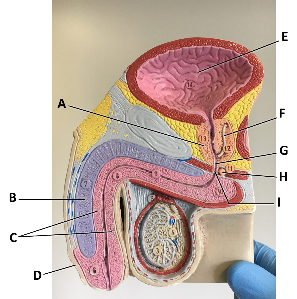 <p><span>Identify the structure/organ labeled with the letter I.</span></p>