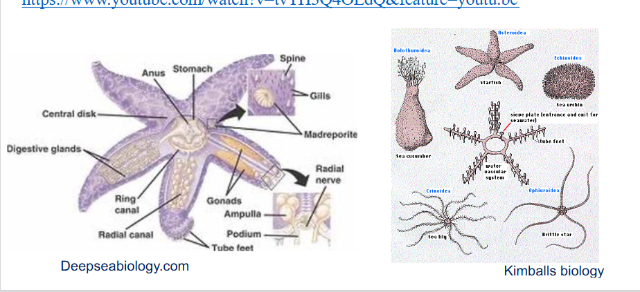 <p>describe the phylum Echinodermata (sea stars, sea urchins, sea cucumbers, etc.)</p>