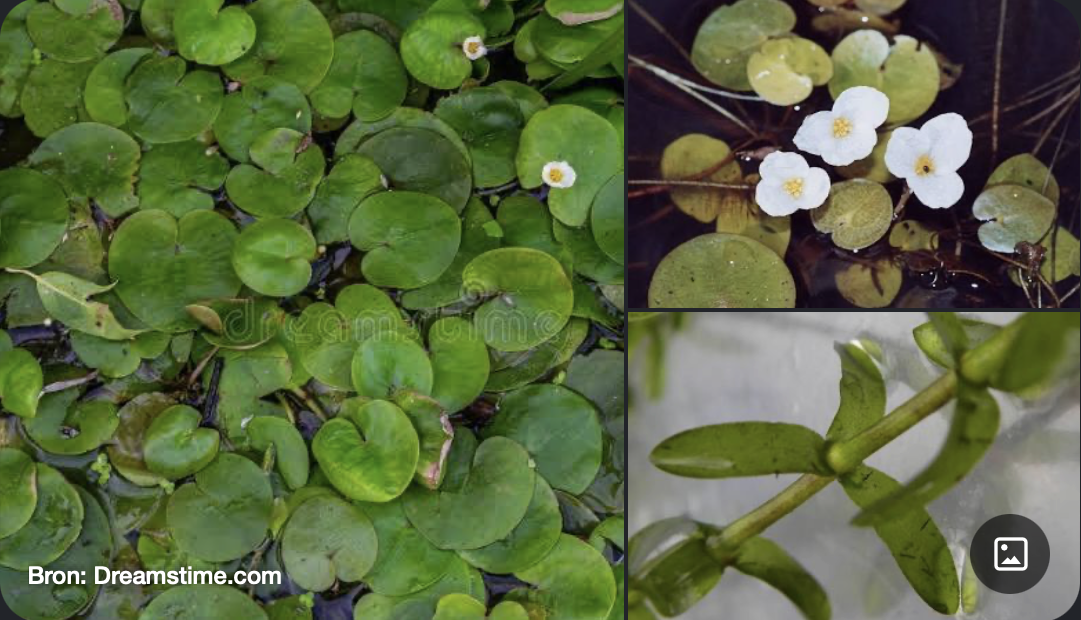 <p>Kenmerken:</p><ul><li><p><strong>Leefomgeving:</strong> Volledig submerse (ondergedoken) of drijvende waterplanten.</p></li><li><p><strong>Bloem:</strong> Vaak eenslachtig (tweehuizig). De bloemen ontspringen uit een vliezige of twee-bladerige schede (spatha). Bestuiving vindt soms plaats via of onder water (hydrofili).</p></li></ul><p></p>