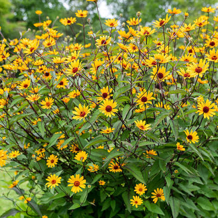 <p>Oxeye Sunflower; Asteraceae family</p>