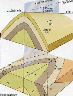 <p>fold tilted into the ground</p>