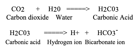 <ul><li><p>If respiration is increased so that the lungs rid the body of carbon dioxide faster than it is being produced, the above reactions will move to the left; hydrogen ions will be removed from body fluids, and body fluid pH will become elevated (<strong>respiratory alkalosis</strong>).</p></li><li><p>This tends to depress respiration until normal carbon dioxide and hydrogen ion levels are restored. The temporary cessation of breathing after voluntary hyperventilation is known as <strong>apnea vera</strong>.</p></li></ul><p></p>