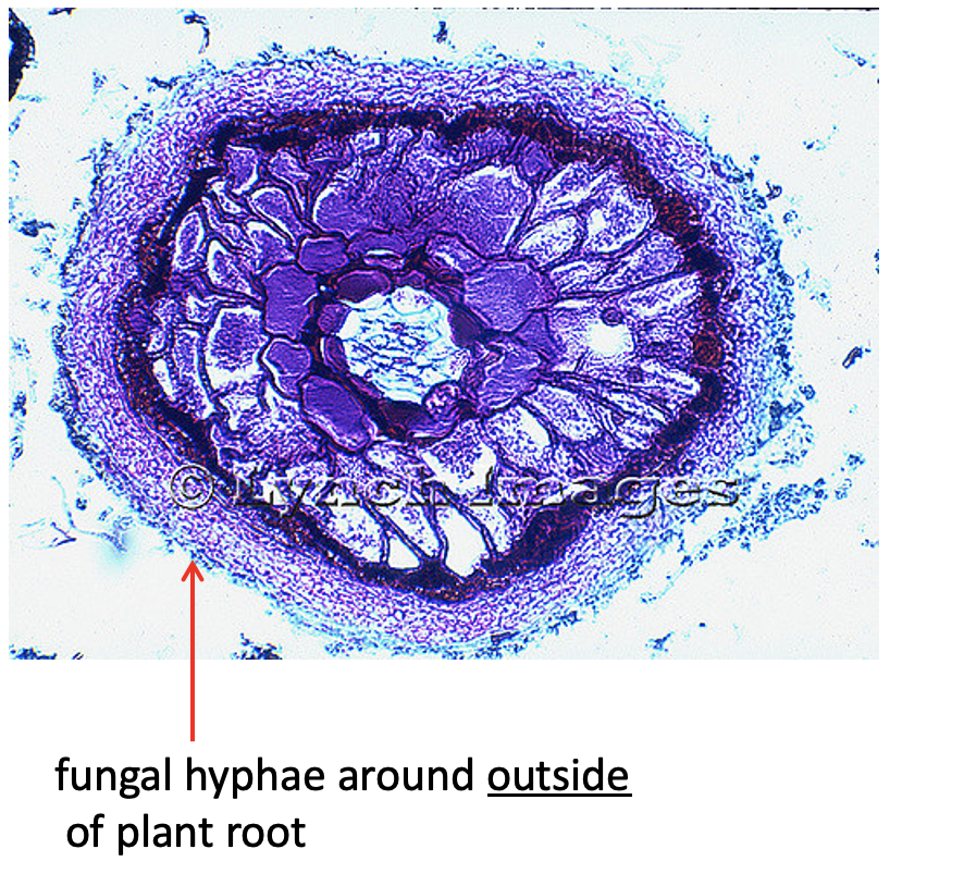 <p>Hyphae <strong>wraps around plant roots</strong> without penetrating them. Most the fungal partners are basidiomycetes or ascomycetes. Some of these have economic importance, such as truffles.</p>