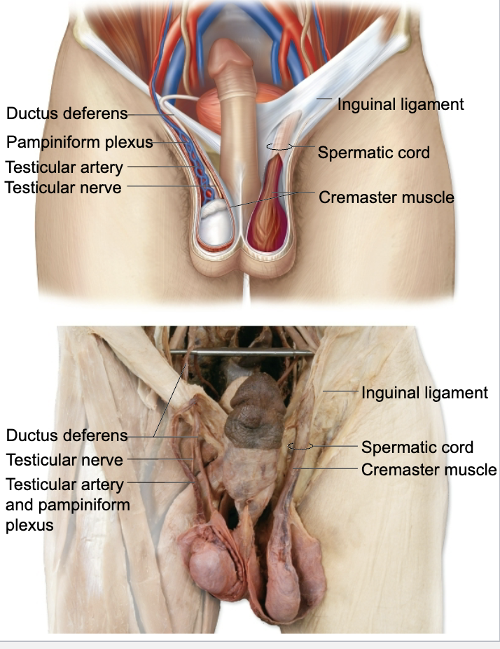 <p></p><p>Location</p><p>• Connective tissue tube that runs through the inguinal ligament</p><p>Contents</p><p>• Ductus deferens</p><p>• Cremaster muscle</p><p>• Testicular nerve</p><p>• Testicular vessels</p><p>– Testicular artery</p><p>– Pampiniform plexus</p>