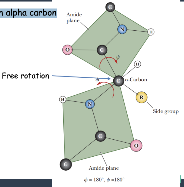 <p>Encoding of Folding Information in Primary Structure</p><ul><li><p>describe analogy in the image</p></li><li><p>what does <strong> Φ (phi) </strong>represent</p></li><li><p>what does <strong>ψ (psi)</strong> represent</p></li></ul><p></p>