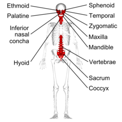 <p>vertebrae; sacrum; pelvis</p>