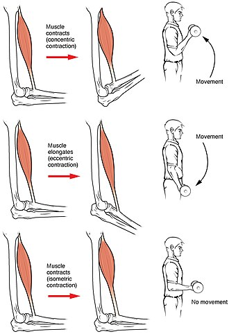 <p>What happens when a muscle contracts (bone movement)?</p>
