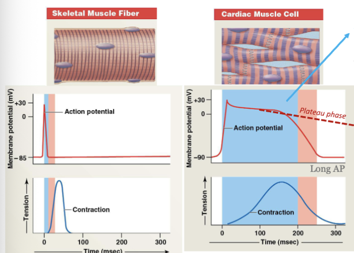 <p>significance of long absolute refractory period: the interval of time during which a second action potential cannot be initiated → helps to prevent the heart from entering a state of rapid and disorganized contractions (fibrillation)</p><p>significance of plateau phase: unique for cardiac cells which allow enough calcium influx for a strong, sustained contraction to pump blood efficiently → this ensures that the ventricles have sufficient time to squeeze blood out efficiently with each beat</p>