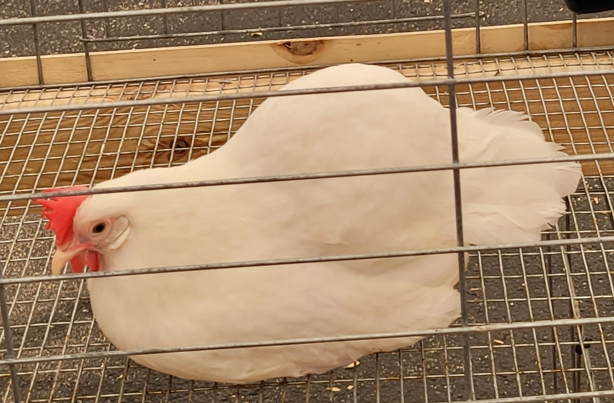 <p>What kind of Hen is this?</p>