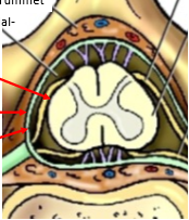 <p>Nedre röda pilen. Latin - Svenska. Topografi</p>