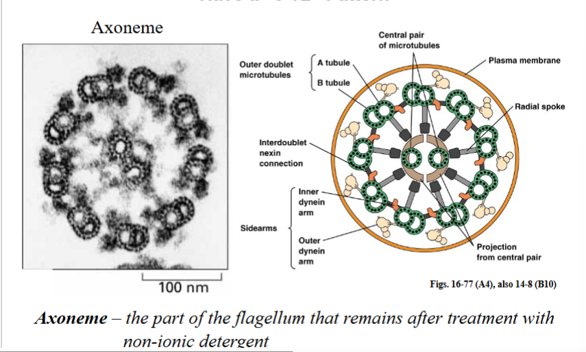 <p><span style="background-color: transparent;"><strong>The 9+2 Axonemal Structure</strong></span></p>