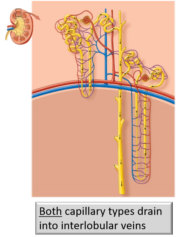 <p><strong>Cortical Portion</strong> of Nephron Tubules </p><ul><li><p>Surrounded by <strong>peritubular capillary branches </strong></p></li></ul><p></p><p><strong>Nephron Loop </strong></p><ul><li><p>Surrounded by a ladder-like network of capillaries called the <strong>vasa recta</strong></p></li><li><p>Unique capillary structural arrangement <strong>allows juxtamedullary nephrons</strong> to <strong>control volume and concentration of urine </strong></p></li></ul><p></p>