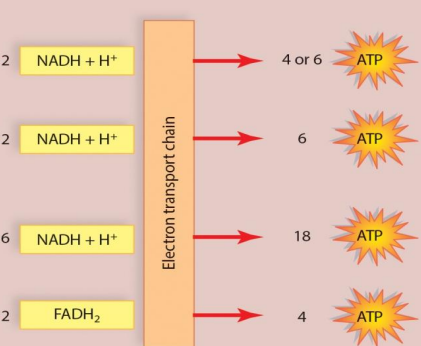 <p>NADH: 3 ATP</p><p>FADH<sub>2</sub>: 2 ATP</p>