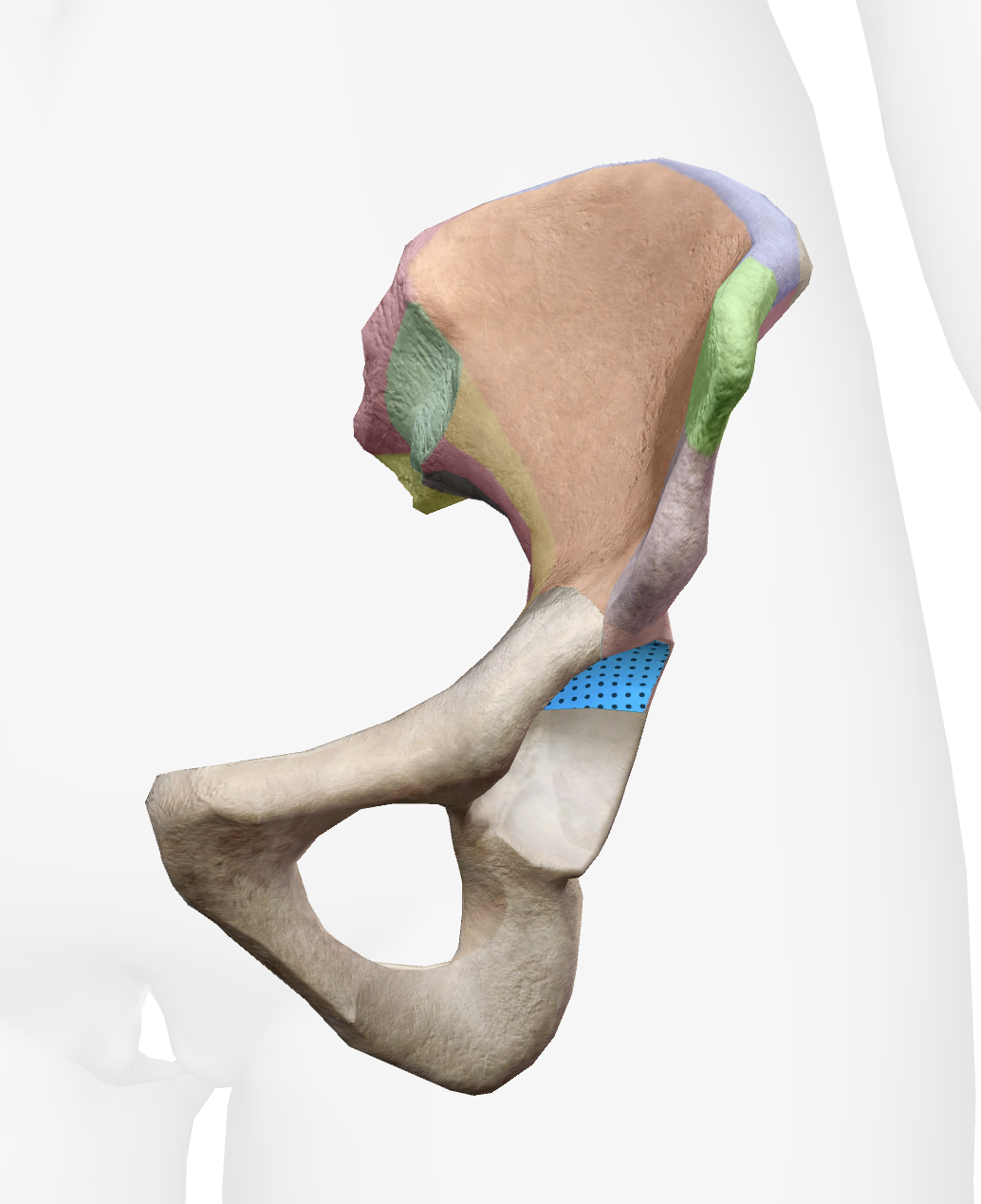 <p>What is this part of the ilium</p>