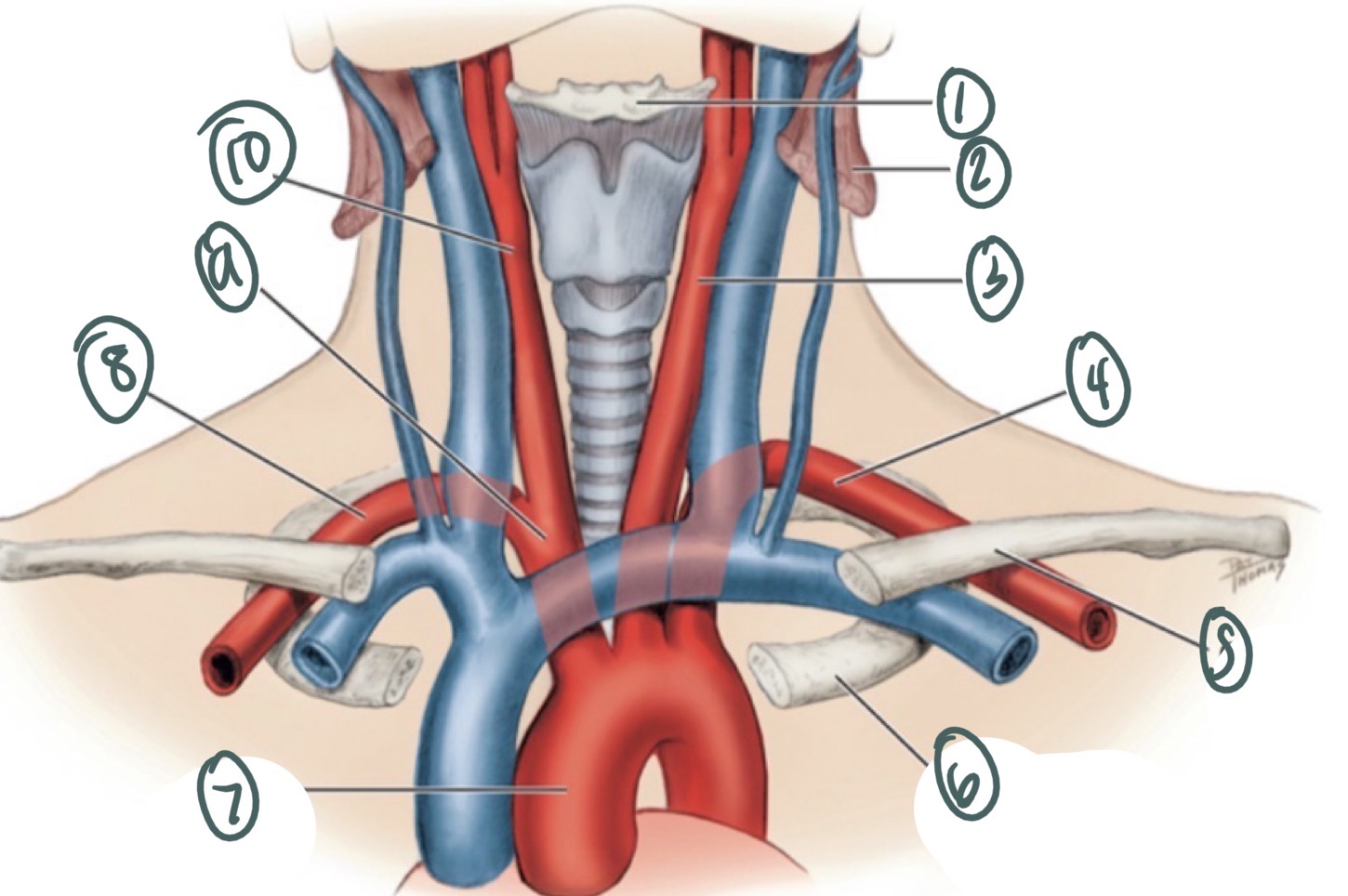 <p>9 </p>