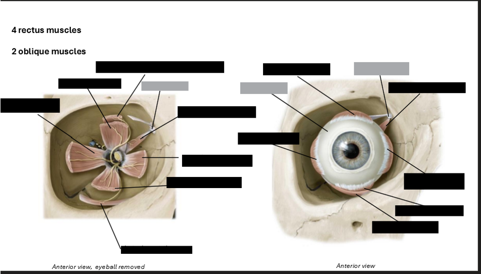 <p>Label the eye muscles</p>