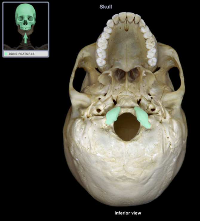 <p>(skull) Paired bony bumps where spinal vertebrae connects with skull, inside the skull</p>