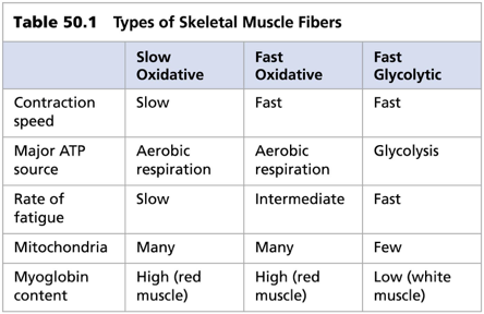 <p>Types of Skeletal Muscles (2)</p>