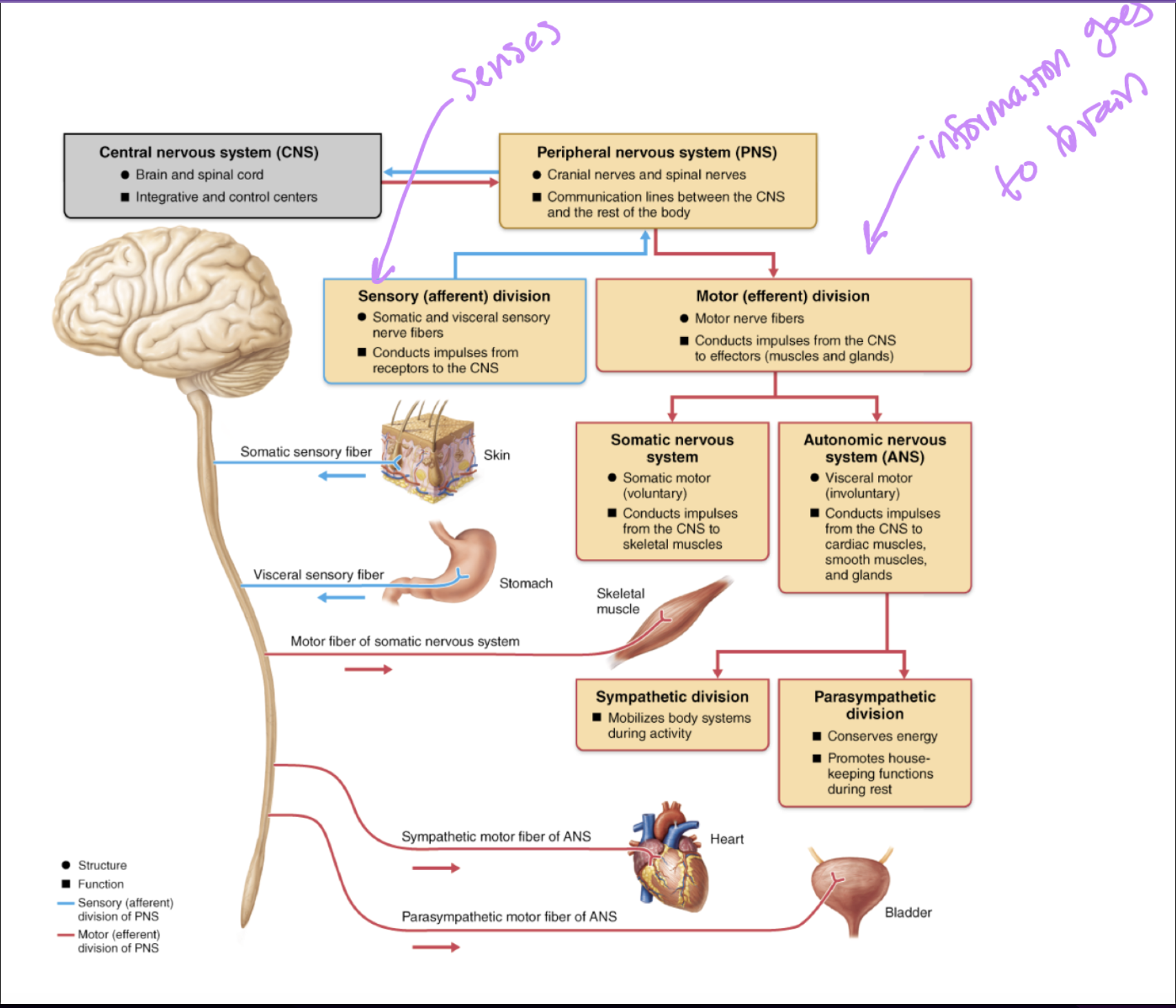 <p></p><ul><li><p><span style="background-color: transparent;">Afferent: towards central nervous system</span></p></li><li><p><span style="background-color: transparent;">Efferent: to move away from the central nervous system (always motor, can be voluntary or involuntary)</span></p></li><li><p><span style="background-color: transparent;">Somatic nervous system: voluntary nervous system: ex: used in order to write things down, targets skeletal muscle</span></p></li><li><p><span style="background-color: transparent;">Visceral motor: (involuntary)</span></p></li><li><p><span style="background-color: transparent;">Autonomic: operates below levels of consciousness (true for entire body, regulates blood pressure and vessels, secretion of hormones, digestion, pupils, sweating, etc)</span></p></li><li><p><span style="background-color: transparent;">Parasympathetic division: regulate a lot of processes below levels on consciousness, inhibits heart rate</span></p></li><li><p><span style="background-color: transparent;">Sympathetic division: regulate a lot of processes below levels on consciousness, flight or fight, increases heart rate excites it</span></p></li><li><p><span style="background-color: transparent;">Some nervous system activity is inhibitory: exerted yourself, heart rate is elevated, heart rate slows down once you sit, this is bc nervous system is inhibiting heart rate</span></p></li></ul><p></p>