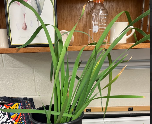 <ul><li><p>thick foliage</p></li><li><p>smooth margin</p></li></ul><p></p>