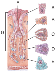<p>gastric pit</p>