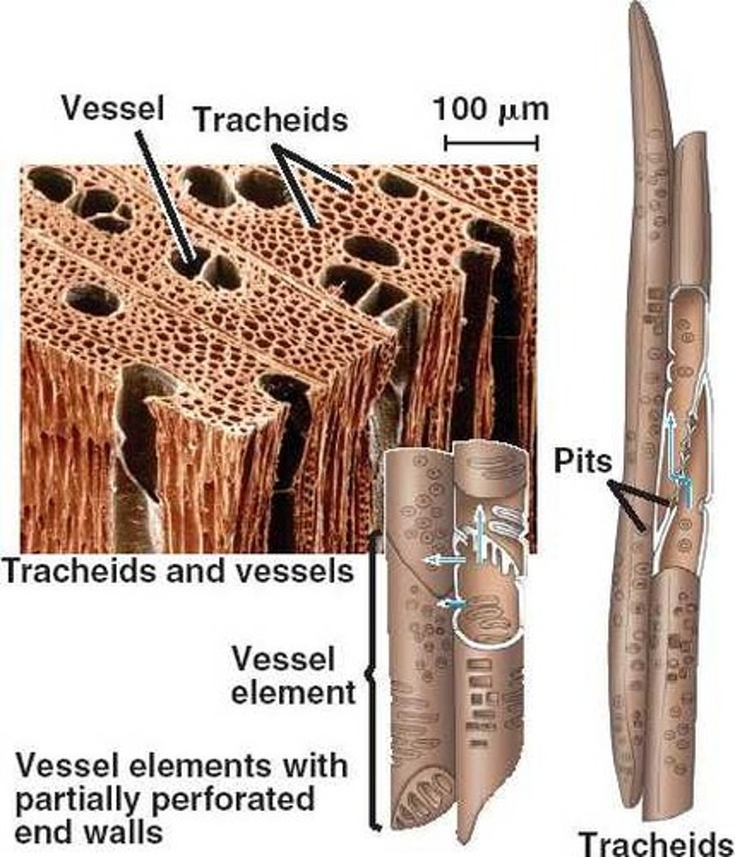 <p>tracheids and vessel elements</p>