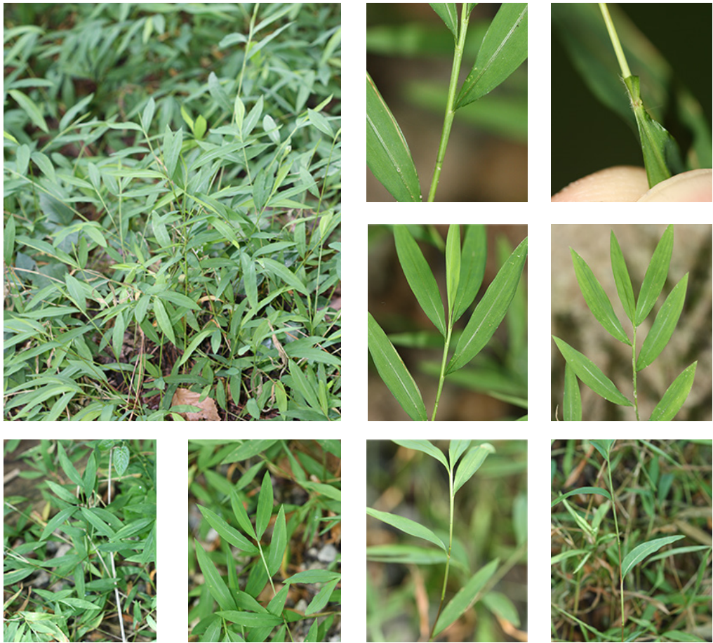 <p>poaceae</p><p>makes stilts to climb over other vegetation</p><p>eliptical leaf</p><p>node has a dark band</p><p>invasive</p>
