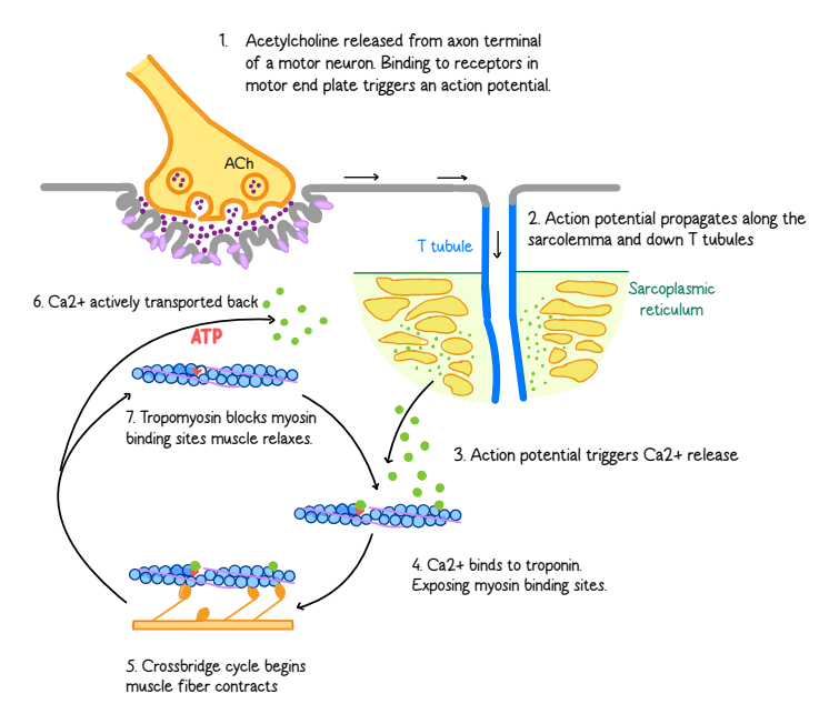 <p><span style="background-color: transparent;">1. ACh triggers an action potential.</span></p><p><span style="background-color: transparent;">2. Action potential travels along the sarcolemma (sar-co-leh-muh) and T-tubules.</span></p><p><span style="background-color: transparent;">3. Sarcoplasmic reticulum (SR) releases Ca²⁺.</span></p><p><span style="background-color: transparent;">4. Ca²⁺ binds troponin (trop-o-n), moving tropomyosin.</span></p><p><span style="background-color: transparent;">5. Myosin binds actin → muscle contracts.</span></p><p><span style="background-color: transparent;">6. ATP pumps Ca²⁺ back into the sarcoplasmic reticulum (SR).</span></p><p><span style="background-color: transparent;">7. Tropomyosin re-blocks myosin-binding sites.</span></p><p><span style="background-color: transparent;">8. Muscle relaxes.</span></p>