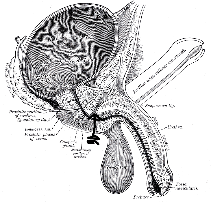 <p>area at the base of the penis formed by the expanded corpora cavernosa</p>