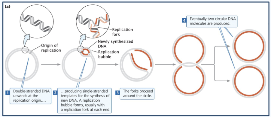 <p>Prokaryotic DNA replication</p>