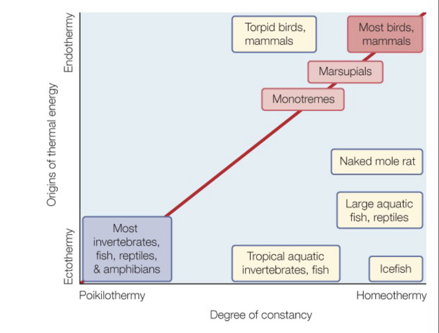 <ul><li><p>ectotherms</p><ul><li><p>rely on outside temps</p></li></ul></li><li><p>endotherms</p><ul><li><p>regulate their own temps</p></li></ul></li><li><p>homeothermic</p><ul><li><p>maintain a similar temp on a regular basis</p></li></ul></li><li><p>poikilothermic</p><ul><li><p>wider range of internal temps</p></li></ul></li></ul><p>[endotherms are typically homeothermic, but some endotherms (ice fish, tropical fish) are ectothermic and homeothermic because their environments do not change much]</p>
