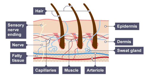 <p><strong><u>Skin Defences:</u></strong></p><ul><li><p>The skin covers the body and acts as a _______, preventing __________ and _________ reaching the tissues beneath.</p></li></ul><p></p>