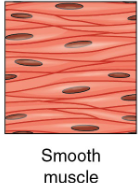 <p><strong>Function</strong>: Move substances within body: Surrounds many internal organs &amp; vessels of circulatory system</p><p><strong>Cell structure</strong></p><p>o Shape: Spindle</p><p>o Nuclei #: 1/cell</p><p>o Striations?: No</p><p><strong>Contractions</strong></p><p>o Type: Involuntary</p><p>o Speed: Slow</p><p>o Direction: Multi-directional</p><p>o Coordination: Loose</p>