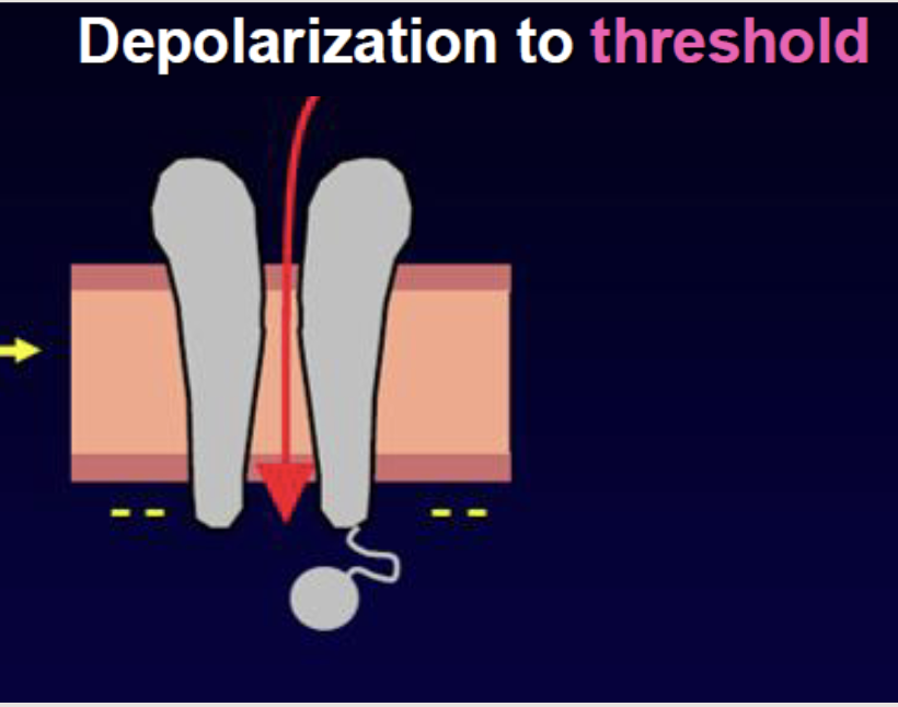 <p>Depolarisation to threshold</p>