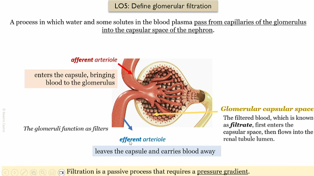 <p>carries away blood from the glommerulus capillaries in the renal corpuscle </p>