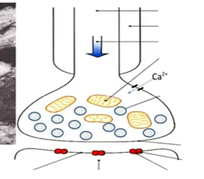 <p>Label this synapse diagram</p>
