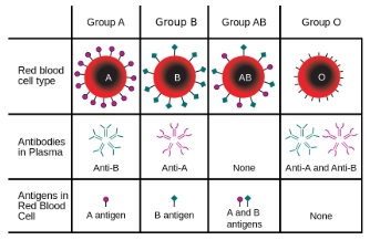 <p>A+, A-, B+, B-, O+, O-, AB+, AB-</p>