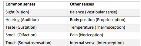 <p>Sensory receptors convert a stimulus into an electrical signal in the nervous system. </p><p>The process of converting a physical/chemical stimulus to an electrical signal is called sensory transduction.</p>