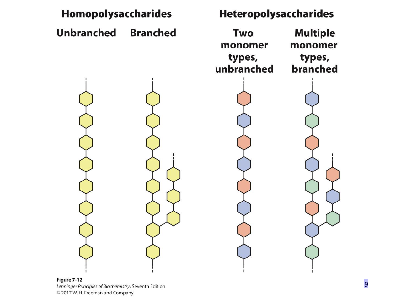 <p>Natural carbohydrates are usually found as polymers.</p><p>• These polysaccharides can be:</p><p>– homopolysaccharides (one monomer unit)</p><p>– heteropolysaccharides (multiple monomer units)</p><p>– linear (one type of glycosidic bond)</p><p>– branched (multiple types of glycosidic bonds)</p><p>• Polysaccharides do not have a defined molecular weight.</p><p>– No template</p><p>– Are in flux (constantly being degraded and rebuilt)</p>