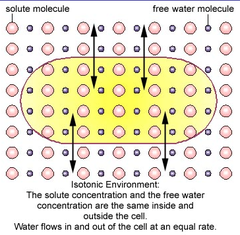 <p>Isotonic solution</p>