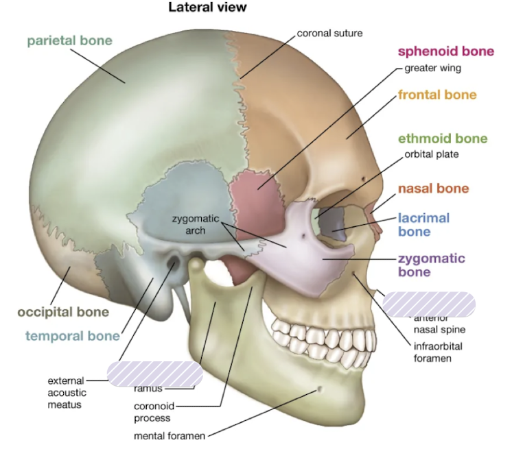 <p>Which is the mandibular arch and maxillary arch?</p>