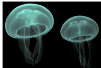 <p>¿Qué individuo es? Taxonomia</p>