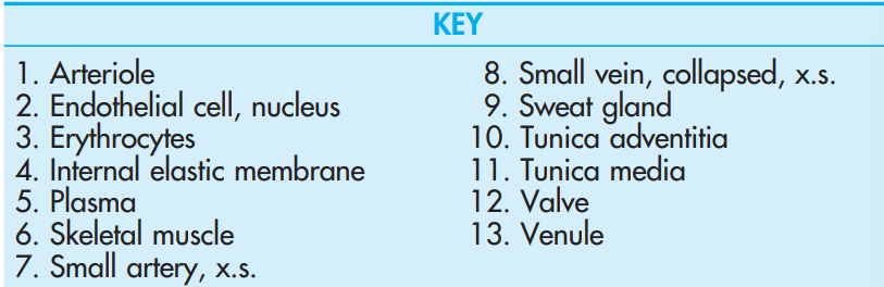 <p>Small Artery, x.s., with Branch, <strong>Subcutis</strong></p>