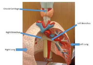 <p>left bronchus, left lung, right lung, right bronchus, cricoid cartilage </p>